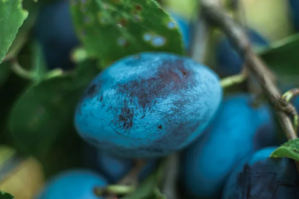 Primer Plano Ciruela Árbol Ciruelas Una Granja —  Fotos de Stock