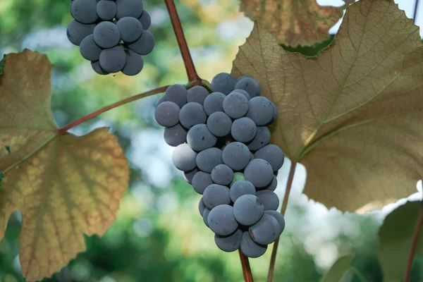 Bukiet Fioletowych Winogron Rosnącym Tle Grapevine — Zdjęcie stockowe