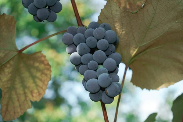 Bouquet Raisins Violets Sur Fond Vigne Pleine Croissance — Photo