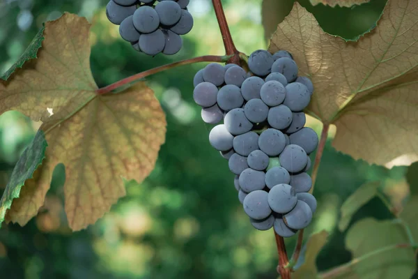 Bouquet Raisins Violets Sur Fond Vigne Pleine Croissance — Photo