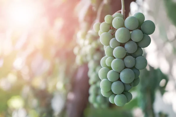 Bouquet Raisins Verts Sur Fond Vigne Pleine Croissance — Photo