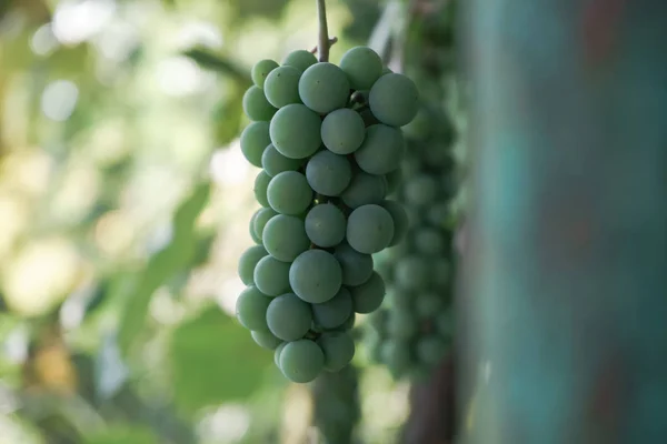 Bouquet Raisins Verts Sur Fond Vigne Pleine Croissance — Photo