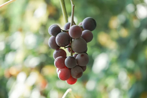 Bouquet Raisins Rouges Sur Fond Vigne Pleine Croissance — Photo
