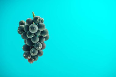 Mavi bir duvar arka plan üzerinde güzel şarap mor üzüm.
