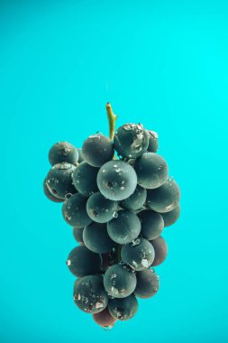 Mavi bir duvar arka plan üzerinde güzel şarap mor üzüm.