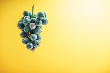 Sarı bir duvar arka plan üzerinde güzel şarap menekşe üzüm.