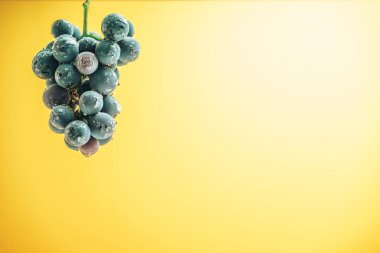 Sarı bir duvar arka plan üzerinde güzel şarap menekşe üzüm.