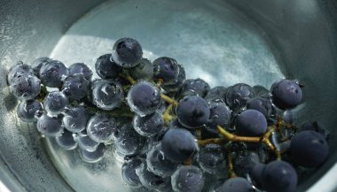 Güzel mavi ıslak Isabella üzüm demet bir su arka plan üzerinde. Makro görünümü.