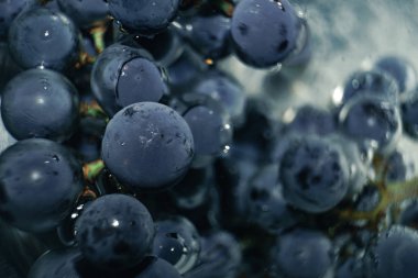 Güzel mavi ıslak Isabella üzüm demet bir su arka plan üzerinde. Makro görünümü.