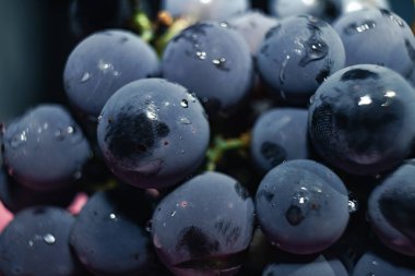 Yakın güzel mavi ıslak Isabella üzüm demet arka plan kadar. Makro görünümü.