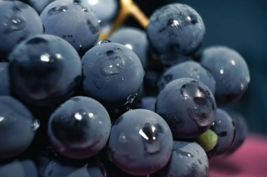 Yakın güzel mavi ıslak Isabella üzüm demet arka plan kadar. Makro görünümü.