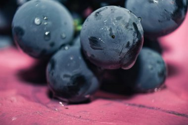 Yakın güzel mavi ıslak Isabella üzüm demet arka plan kadar. Makro görünümü.