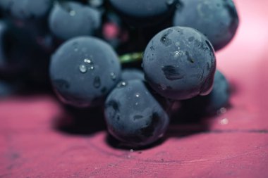 Yakın güzel mavi ıslak Isabella üzüm demet arka plan kadar. Makro görünümü.