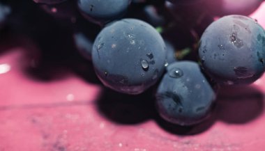 Yakın güzel mavi ıslak Isabella üzüm demet arka plan kadar. Makro görünümü.