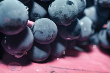 Yakın güzel mavi ıslak Isabella üzüm demet arka plan kadar. Makro görünümü.