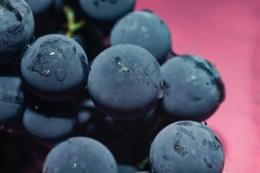 Yakın güzel mavi ıslak Isabella üzüm demet arka plan kadar. Makro görünümü.
