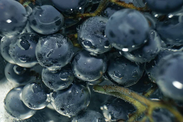 Schöne Blaue Nasse Isabella Trauben Auf Einem Wasserhintergrund Makrosicht — Stockfoto