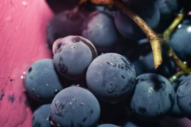 Yakın güzel mavi ıslak Isabella üzüm demet arka plan kadar. Makro görünümü.