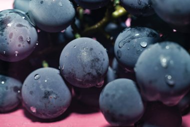 Yakın güzel mavi ıslak Isabella üzüm demet arka plan kadar. Makro görünümü.