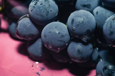 Yakın güzel mavi ıslak Isabella üzüm demet arka plan kadar. Makro görünümü.
