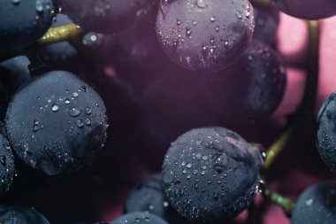 Yakın güzel mavi ıslak Isabella üzüm demet arka plan ve pembe ışık kadar. Makro görünümü.