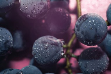 Yakın güzel mavi ıslak Isabella üzüm demet arka plan ve pembe ışık kadar. Makro görünümü.