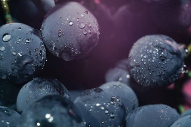 Yakın güzel mavi ıslak Isabella üzüm demet arka plan ve pembe ışık kadar. Makro görünümü.