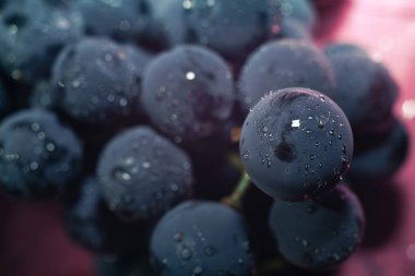 Yakın güzel mavi ıslak Isabella üzüm demet arka plan kadar. Makro görünümü.