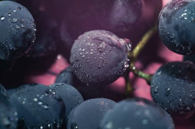 Yakın güzel mavi ıslak Isabella üzüm demet arka plan ve pembe ışık kadar. Makro görünümü.