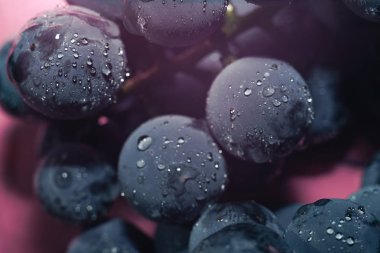 Yakın güzel mavi ıslak Isabella üzüm demet arka plan ve pembe ışık kadar. Makro görünümü.