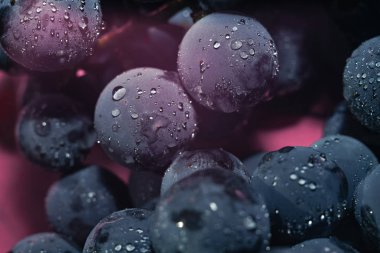 Yakın güzel mavi ıslak Isabella üzüm demet arka plan ve pembe ışık kadar. Makro görünümü.