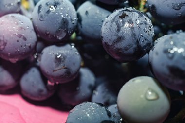 Yakın güzel mavi ıslak Isabella üzüm demet arka plan kadar. Makro görünümü.