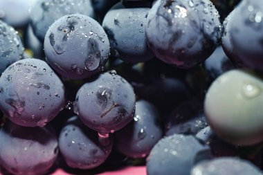 Yakın güzel mavi ıslak Isabella üzüm demet arka plan kadar. Makro görünümü.