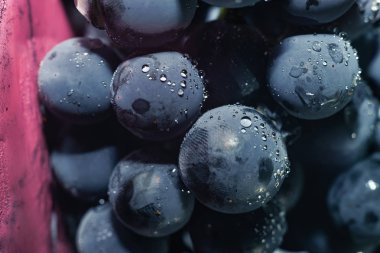 Yakın güzel mavi ıslak Isabella üzüm demet arka plan kadar. Makro görünümü.