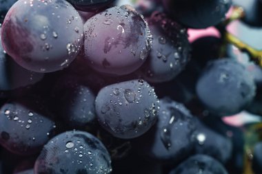 Yakın güzel mavi ıslak Isabella üzüm demet arka plan ve pembe ışık kadar. Makro görünümü.