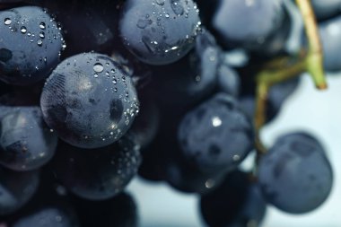 Yakın güzel mavi ıslak Isabella üzüm demet arka plan kadar. Makro görünümü.