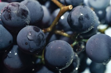 Yakın güzel mavi ıslak Isabella üzüm demet arka plan kadar. Makro görünümü.