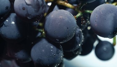 Yakın güzel mavi ıslak Isabella üzüm demet arka plan kadar. Makro görünümü.