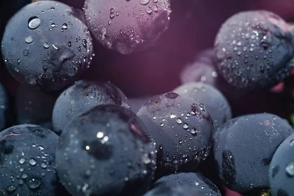 Yakın güzel mavi ıslak Isabella üzüm demet arka plan ve pembe ışık kadar. Makro görünümü.