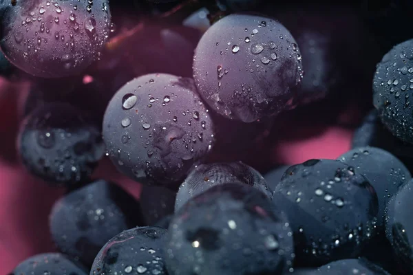 Yakın güzel mavi ıslak Isabella üzüm demet arka plan ve pembe ışık kadar. Makro görünümü.