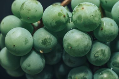 Güzel yeşil üzüm bağlarını siyah bir arka planda kapatın. Makro görünüm. 