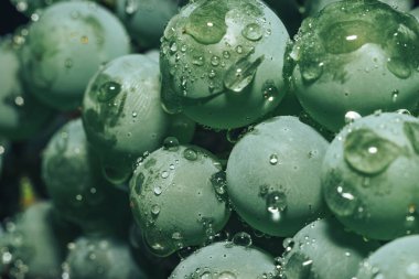 Yakın güzel taze yeşil asma üzüm demet arka plan kadar. Makro görünümü. 