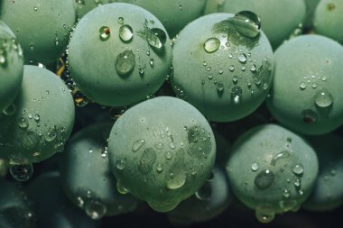 Yakın güzel taze yeşil asma üzüm demet arka plan kadar. Makro görünümü. 