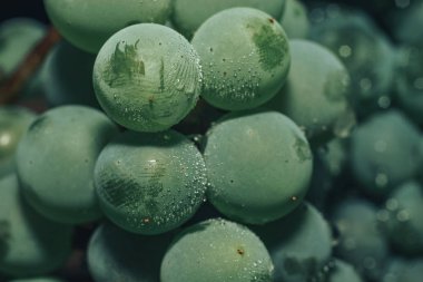 Yakın güzel taze yeşil asma üzüm demet arka plan kadar. Makro görünümü. 