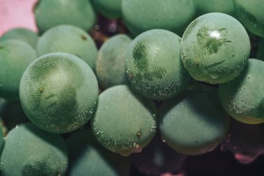 Yakın güzel taze yeşil asma üzüm demet arka plan ve pembe ışık kadar. Makro görünümü. 