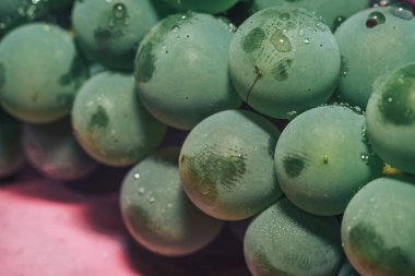 Yakın güzel taze yeşil asma üzüm demet arka plan ve pembe ışık kadar. Makro görünümü. 