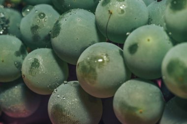 Yakın güzel taze yeşil asma üzüm demet arka plan ve pembe ışık kadar. Makro görünümü. 