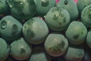 Yakın güzel taze yeşil asma üzüm demet arka plan ve pembe ışık kadar. Makro görünümü. 