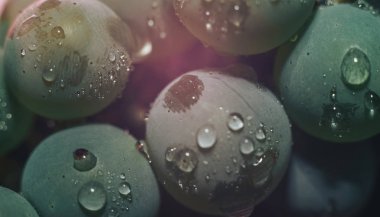 Yakın güzel taze yeşil asma üzüm demet arka plan ve pembe ışık kadar. Makro görünümü. 