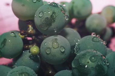 Yakın güzel taze yeşil asma üzüm demet arka plan ve pembe ışık kadar. Makro görünümü. 